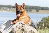 BERGER ALLEMAND 712